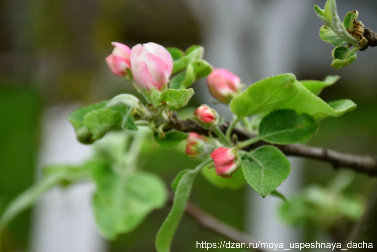 Тематическое фото Автор &quotМоя успешная дача&quot (12+)