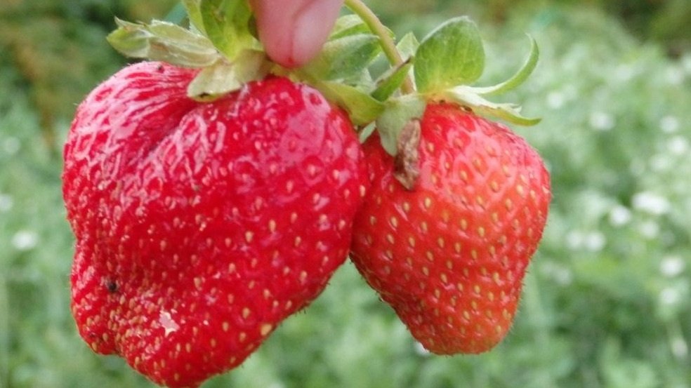 Тематическое фото О Фазенде. Загородная жизнь