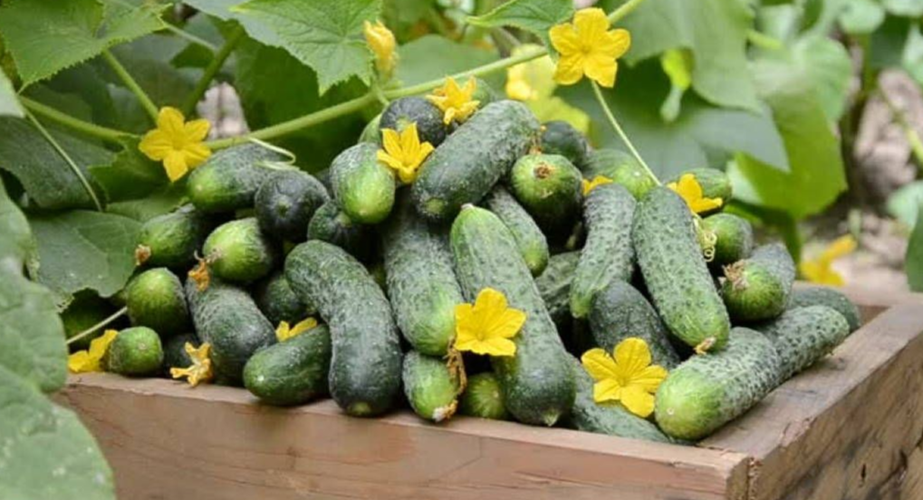 Тематическое фото Автор канала