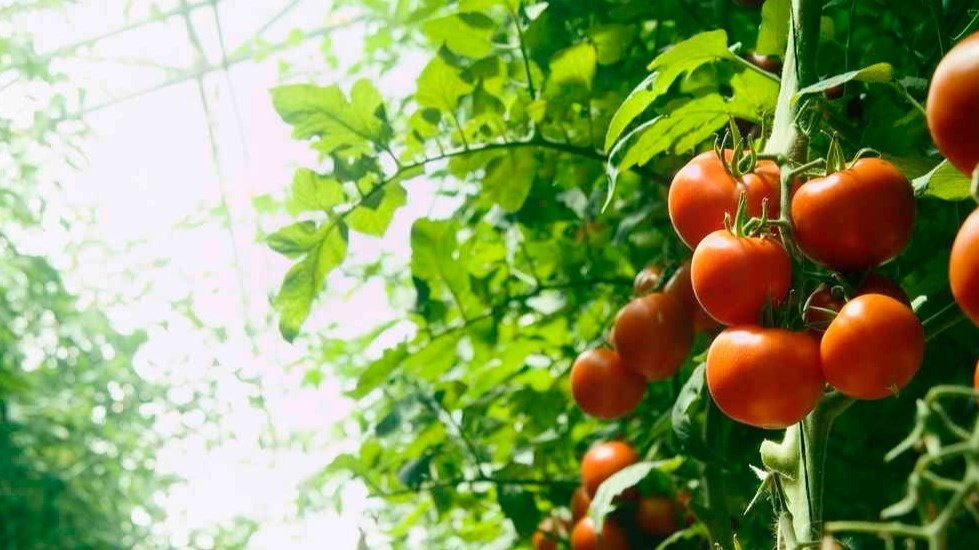 Тематическое фото Автор канала