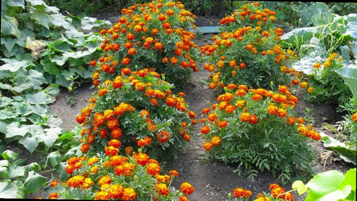 Тематическое фото Автор канала