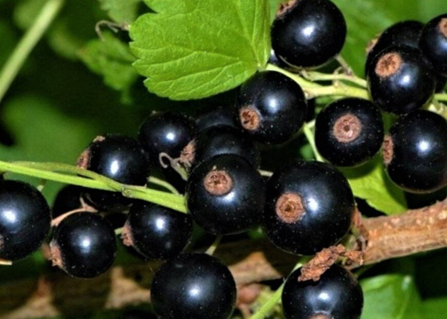 Тематическое фото Автор канала