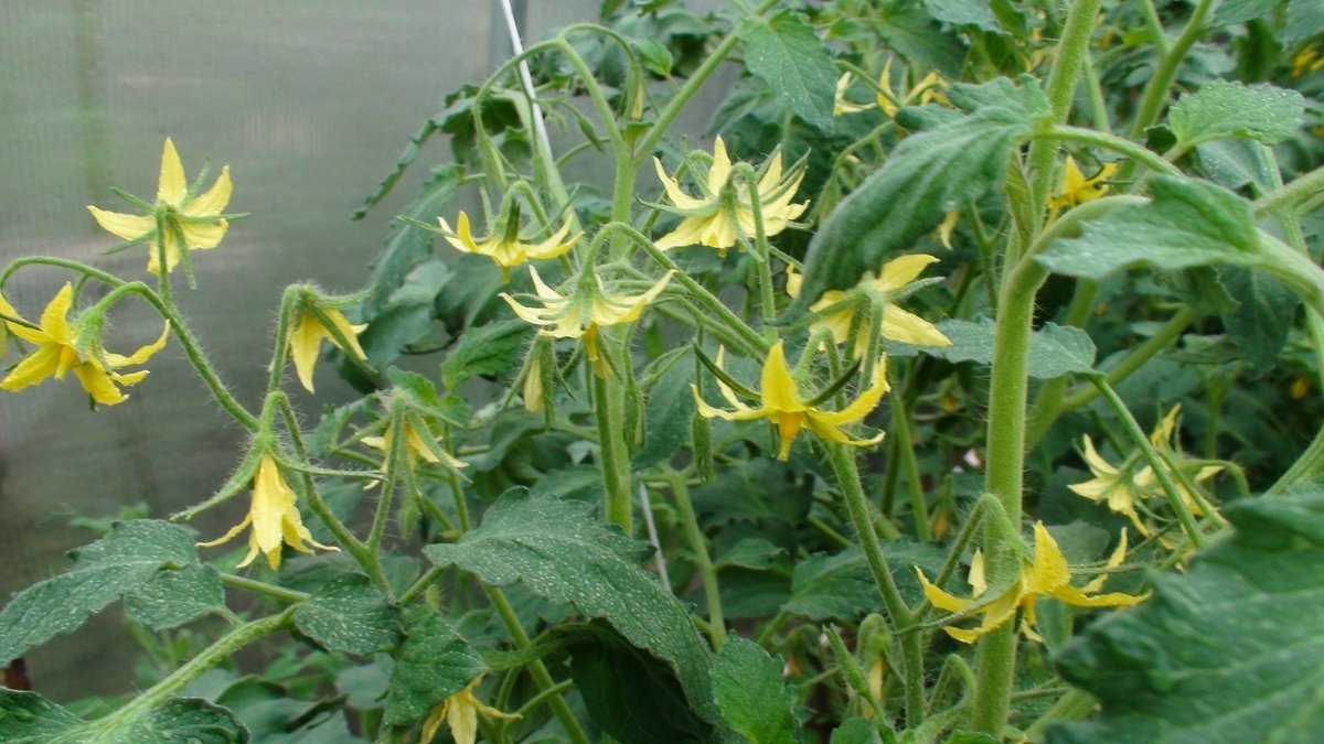 Тематическое фото Автор канала