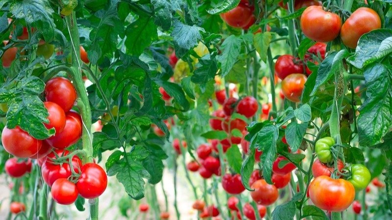 Тематическое фото Автор канала