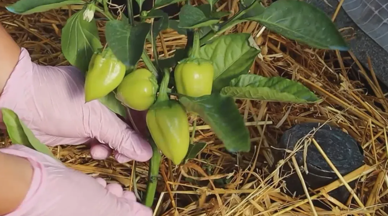 Тематическое фото Автор канала