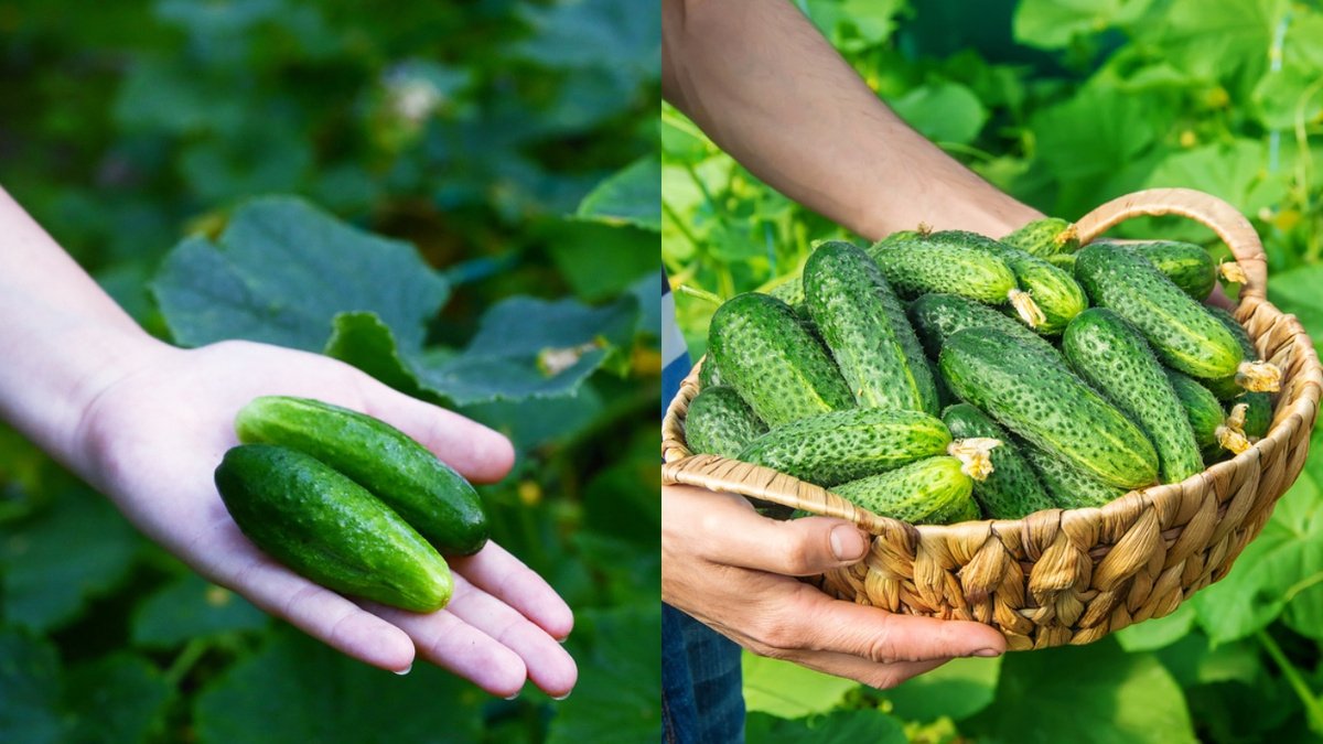 Тематическое фото Автор канала