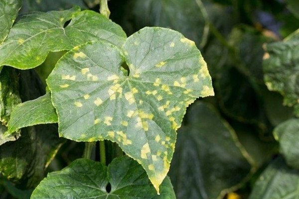 Тематическое фото Автор канала