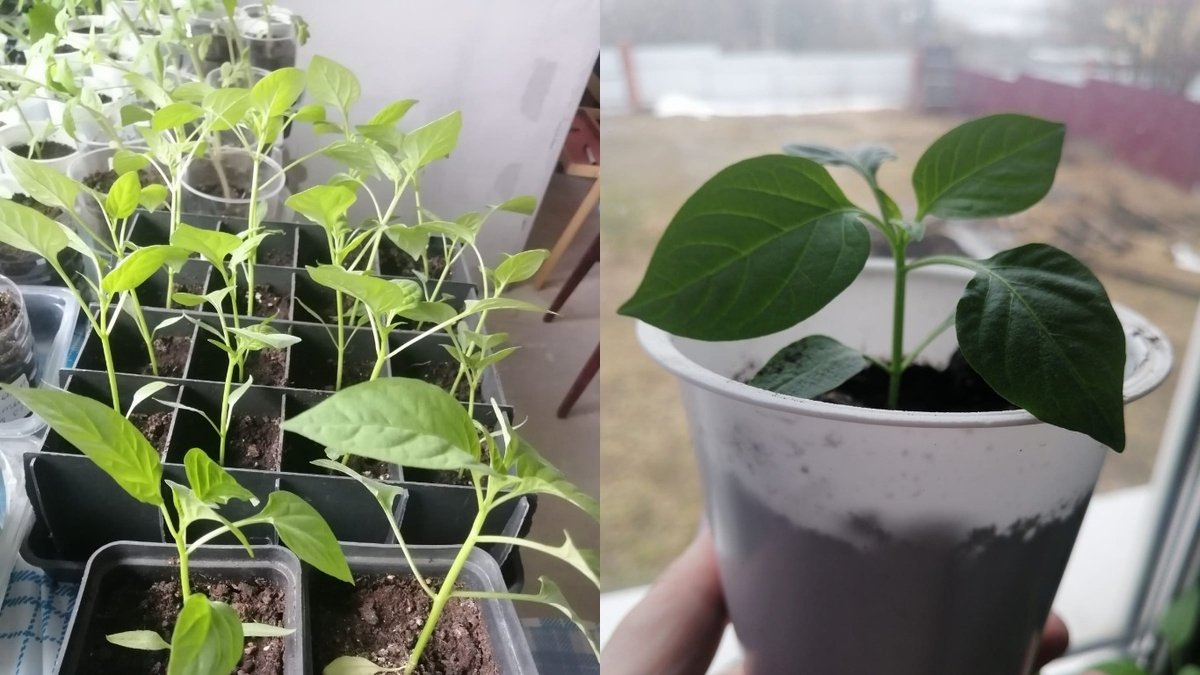 Тематическое фото Автор канала