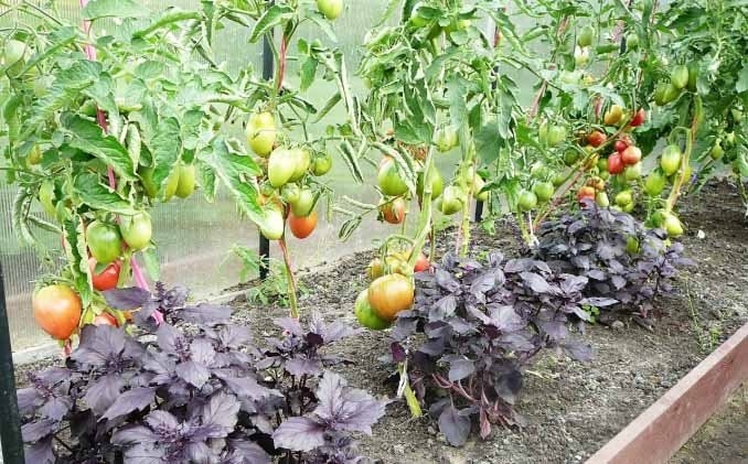 Тематическое фото Автор канала