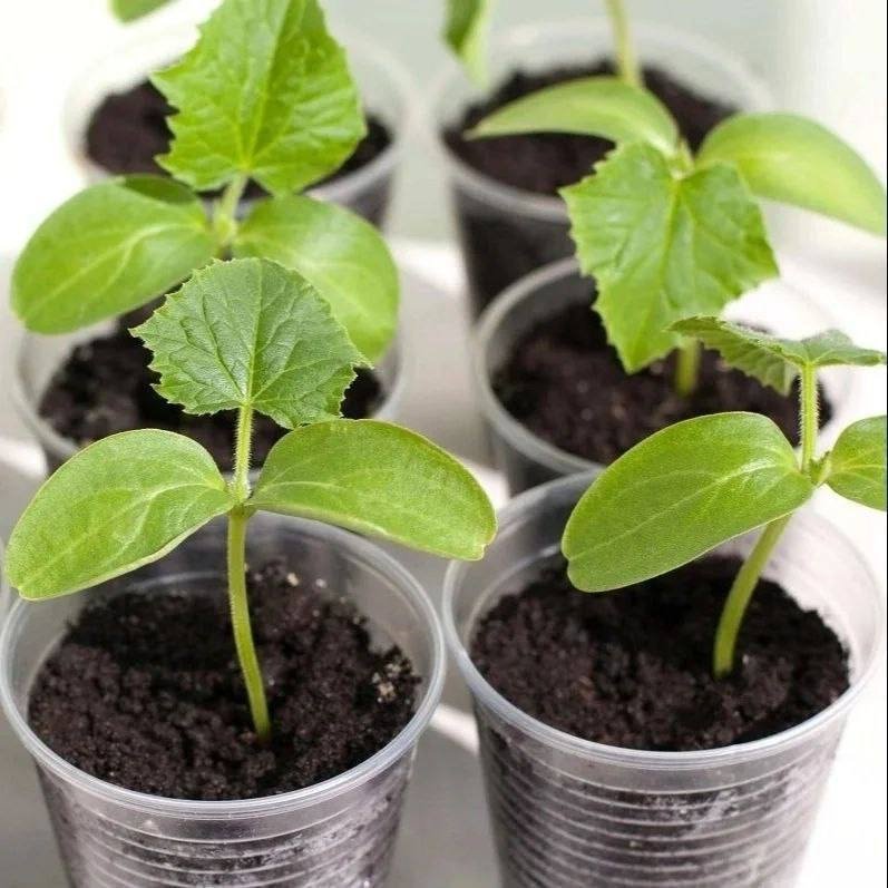 Тематическое фото Автор канала