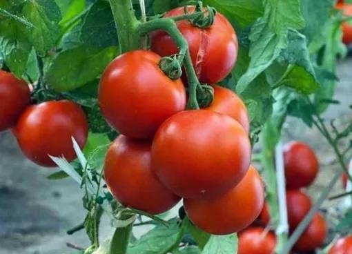 Тематическое фото Автор канала