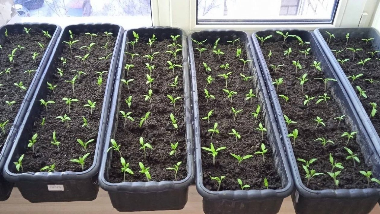 Тематическое фото Автор канала