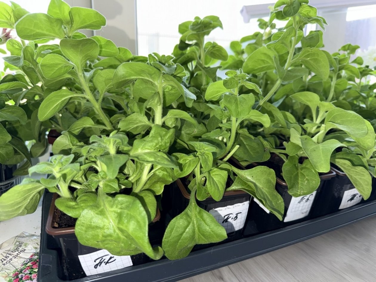 Тематическое фото ИА OmskMedia