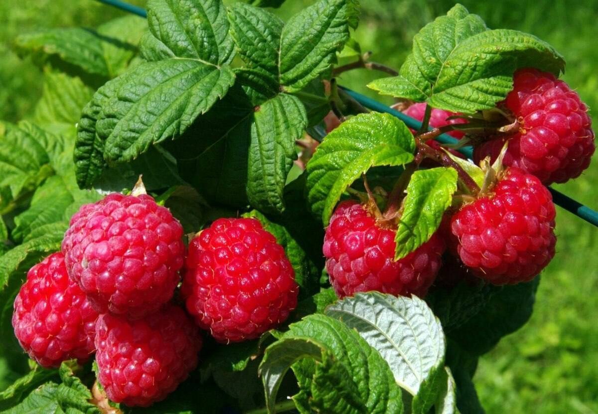 Тематическое фото Автор канала