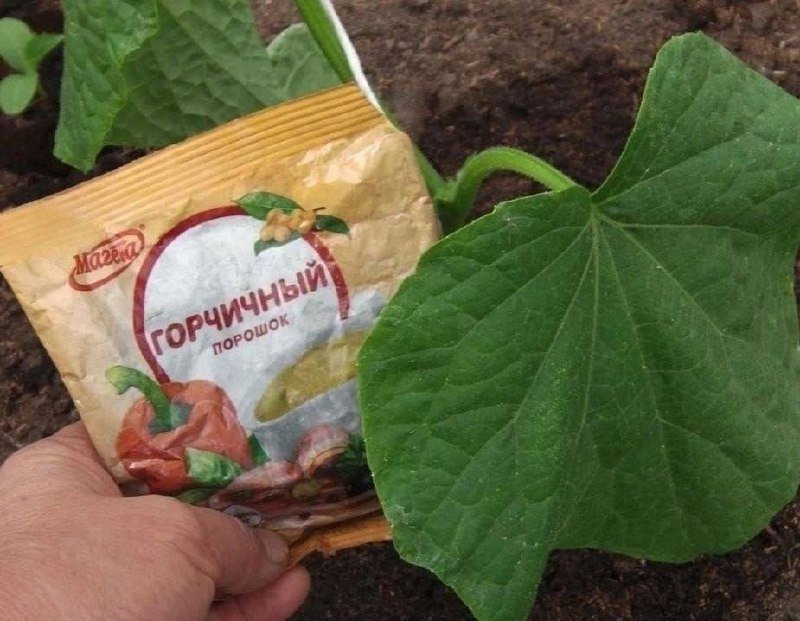 Тематическое фото Автор канала