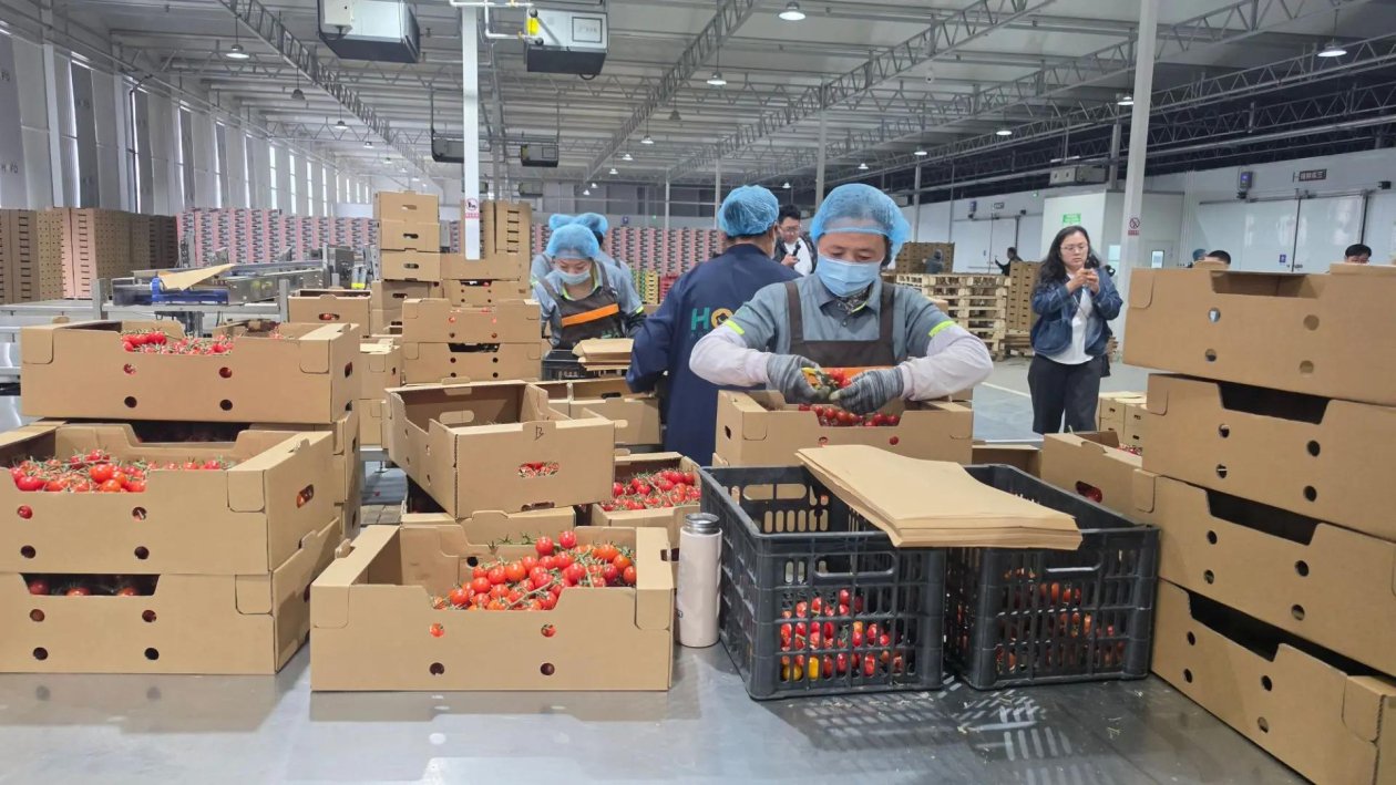 Помидоры упаковывают в коробки для дальнейшей транспортировк